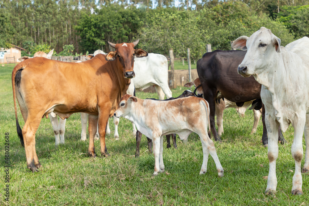 bois, vacas e bezerros pastando no pasto na fazenda bois, vacas e bezerros pastando no pasto na fazenda