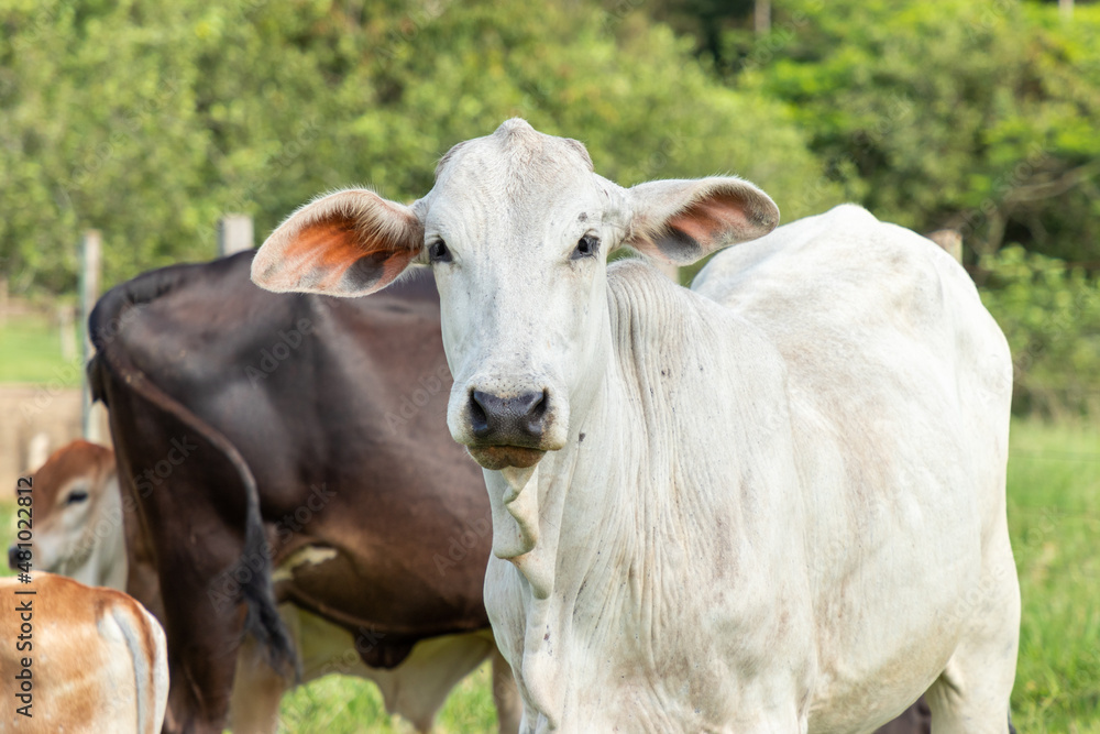 gado no pasto na fazenda