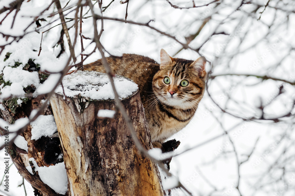 cat sitting on a snowy tree cat sitting on a snowy tree