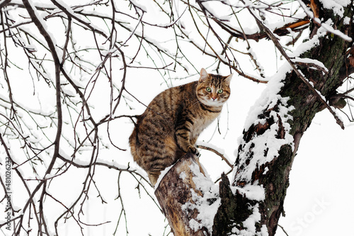 cat sitting on a snowy tree