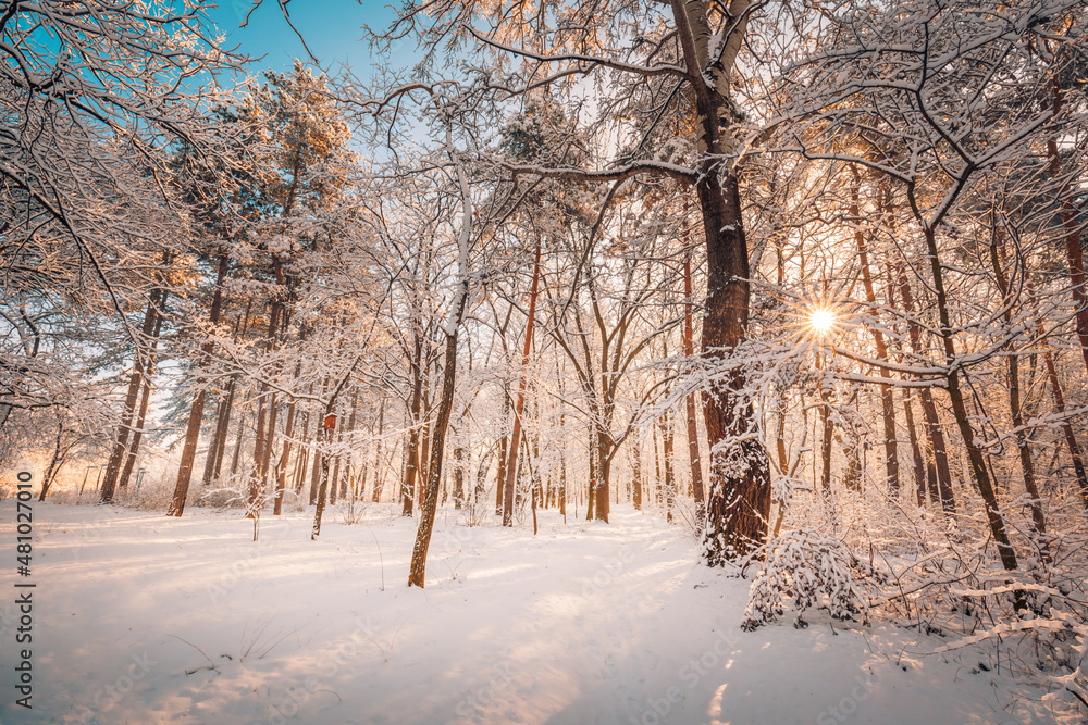Fototapeta premium Snowy winter landscape panorama with dreamy sunlight. Idyllic winter nature, adventure and freedom scenic. Amazing seasonal landscape, forest path and snow. Majestic winter landscape, wonderland