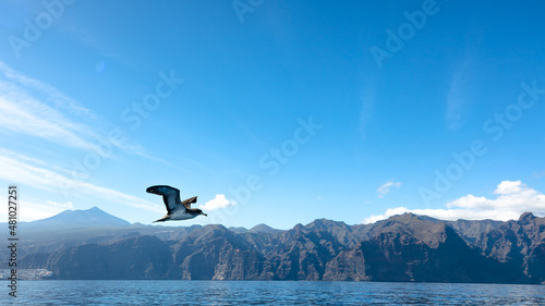 A close shot of a cory's shearwater taking off and gliding next to the boat with mount Teide on the background in Tenerife Spain
