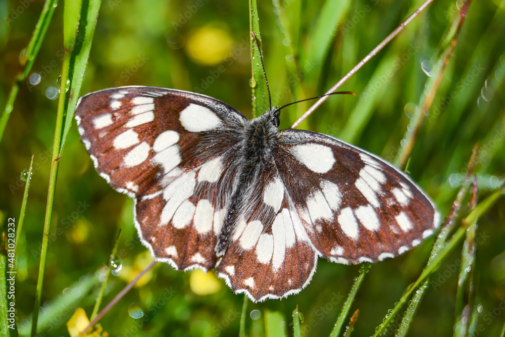 Naklejka premium Butterfly on the grass macro - morning dew on the grass - butterfly macro