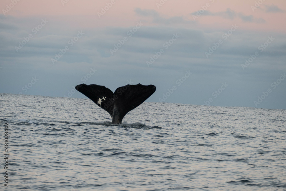 Fototapeta premium Fin of a sperm whale in north Norway