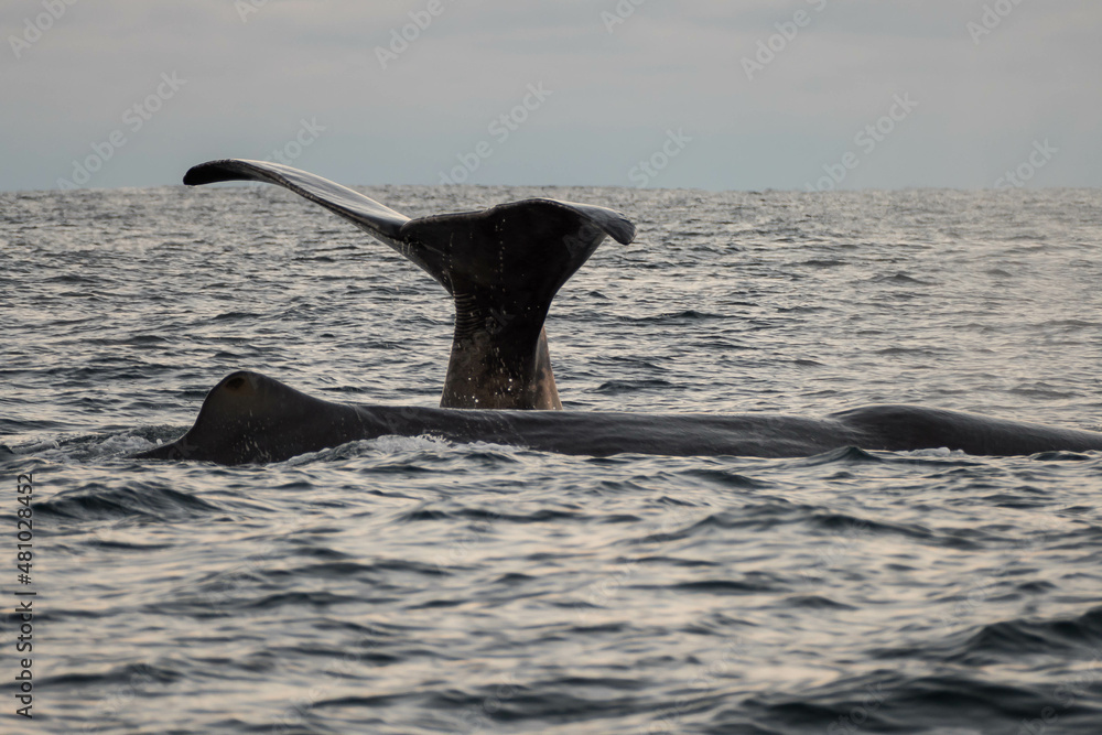 Naklejka premium Fin of a sperm whale in north Norway