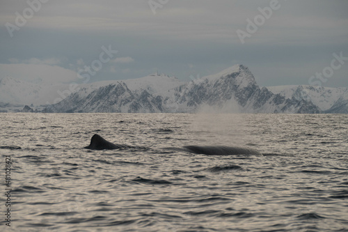 Two sperm whale surfacing in north norway photo