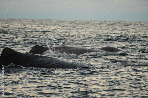 Two sperm whale surfacing in north norway photo