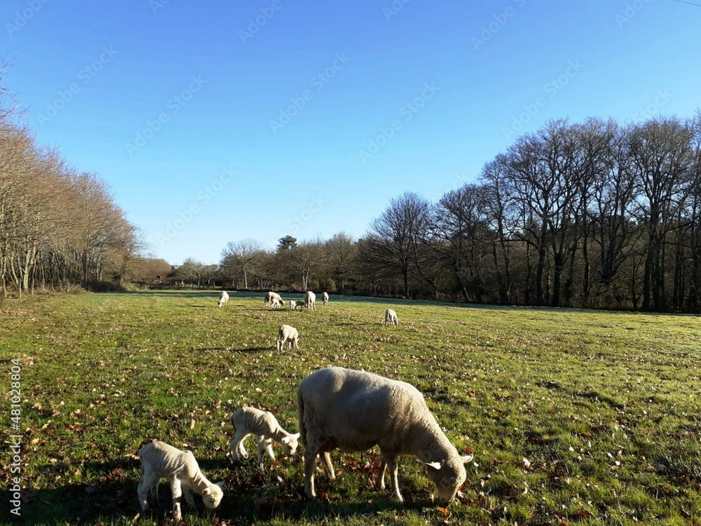 Ovejas pastando en un prado de Galicia
