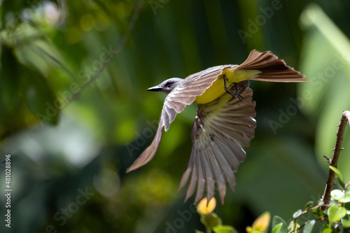 The flying of the Tropical Kingbird also known as Suiriri. Species Tyrannus melancholicus. Animal world. Birdwatching. Yellow bird. Moving photo. photo