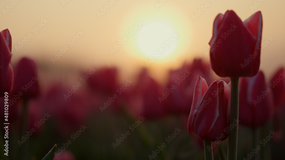 Fototapeta premium View of beautiful sunrise in flower garden. Orange sun rising in spring park.