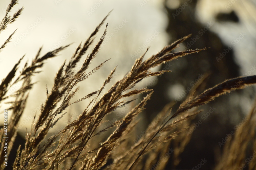 Grass in the park, garden, meadow. Macro. Beautiful wallpaper. Grass in the park, garden, meadow. Macro. Beautiful wallpaper.