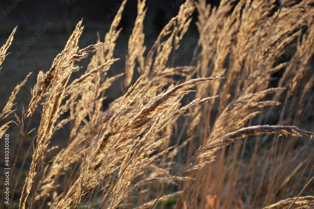 Grass in the park, garden, meadow. Macro. Beautiful wallpaper. Grass in the park, garden, meadow. Macro. Beautiful wallpaper.
