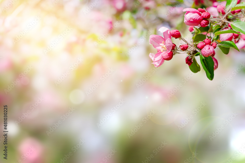 Spring background with flowering pink apple branch. Copy space Spring background with flowering pink apple branch. Copy space