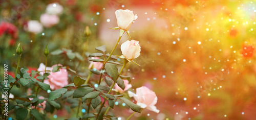 branch with blooming pink rose buds and green leaves, close up