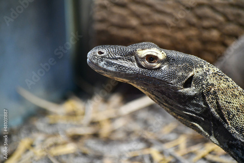 A Komodo dragon on the lookout for danger photo