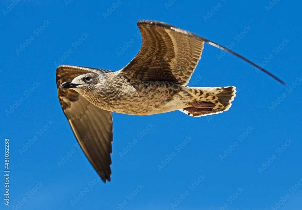 Fototapeta premium Seagull flying with the wings spread out and a lovely sky in the background.