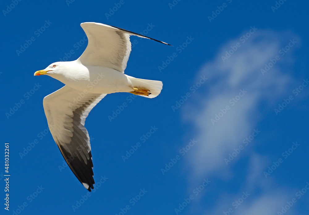 Seagull flying with the wings spread out and a lovely sky in the background. Seagull flying with the wings spread out and a lovely sky in the background.