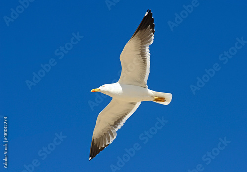 Seagull flying with the wings spread out and a lovely sky in the background.