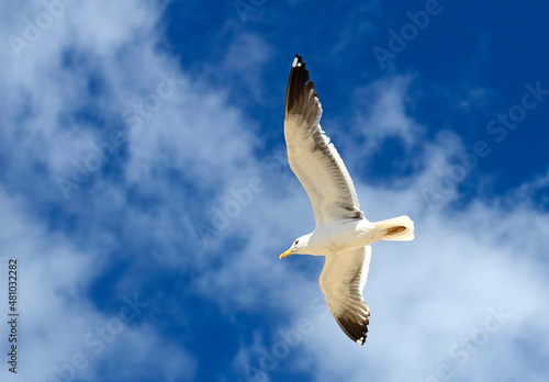 Seagull flying with the wings spread out and a lovely sky in the background.
