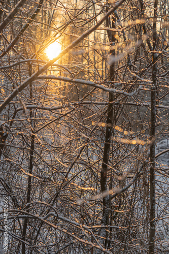 Wallpaper Mural The sun's rays make their way through the branches of trees..  Winter nature.close up.. Torontodigital.ca
