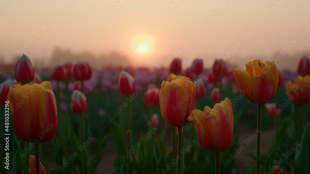 Picturesque view of spring flower park in sunrise. Floral garden in morning mist