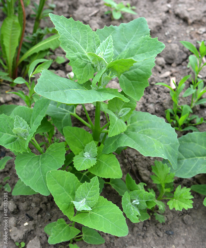 Orach (Atriplex hortensis) grows in the garden