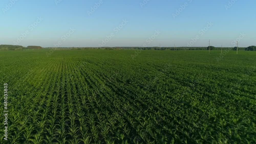 Aerial view over a green corn field. Drone flies over agricultural corn field. Drone shot beautiful summer landscape of a cornfield Aerial view over a green corn field. Drone flies over agricultural corn field. Drone shot beautiful summer landscape of a cornfield