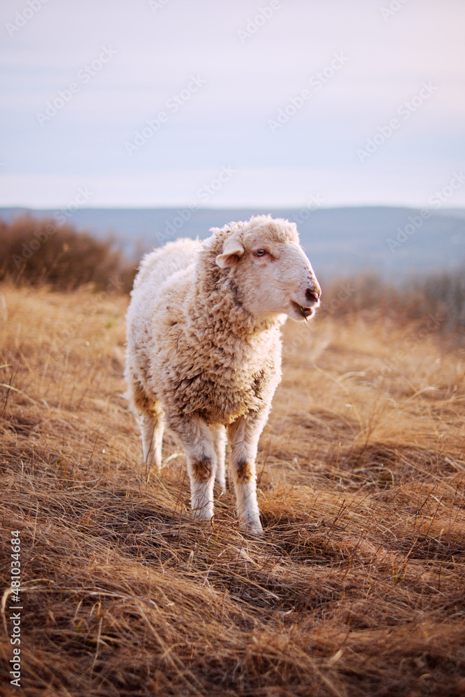 Obraz premium Lamb on the field