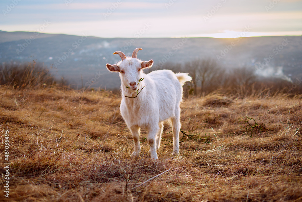 Goat Goat