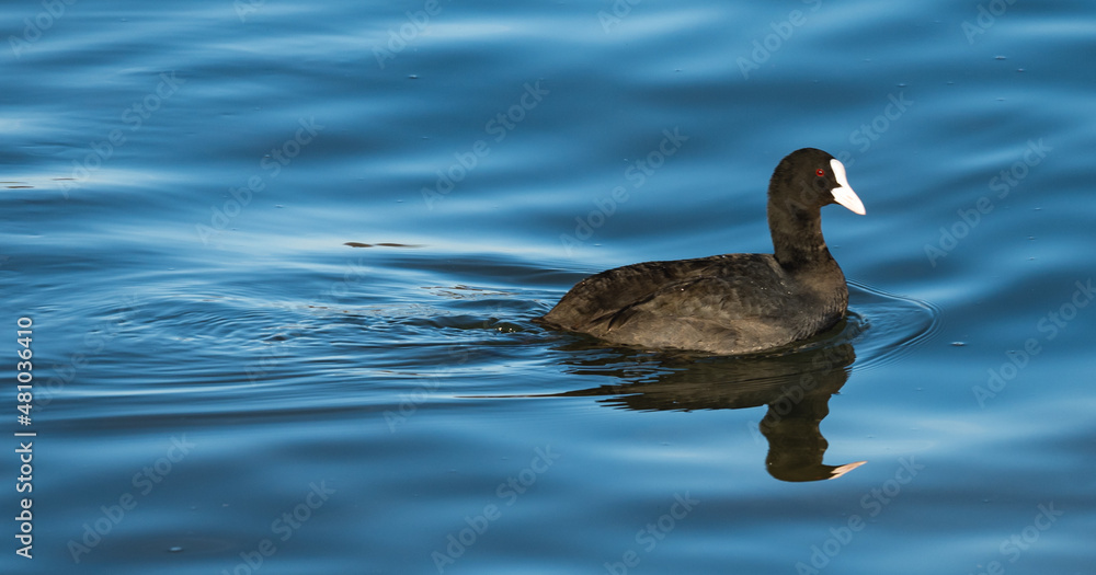 Waterfowl on the Danube - Fulica attracts. The birds float on the blue water. Waterfowl on the Danube - Fulica attracts. The birds float on the blue water.