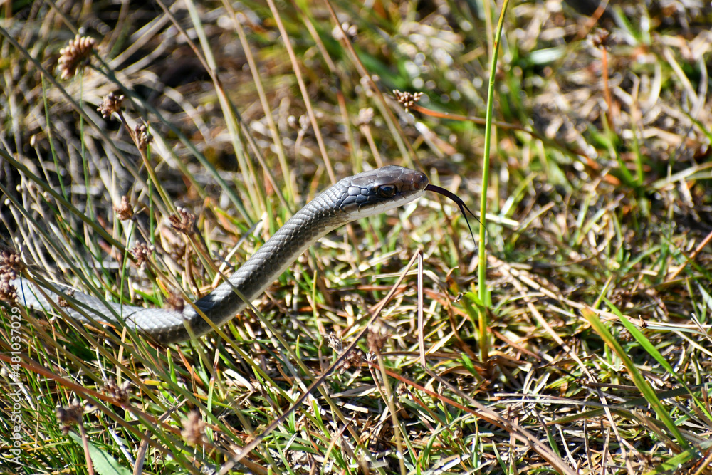 Snake in the Merritt Island National Wildlife Refuge, Florida Snake in the Merritt Island National Wildlife Refuge, Florida