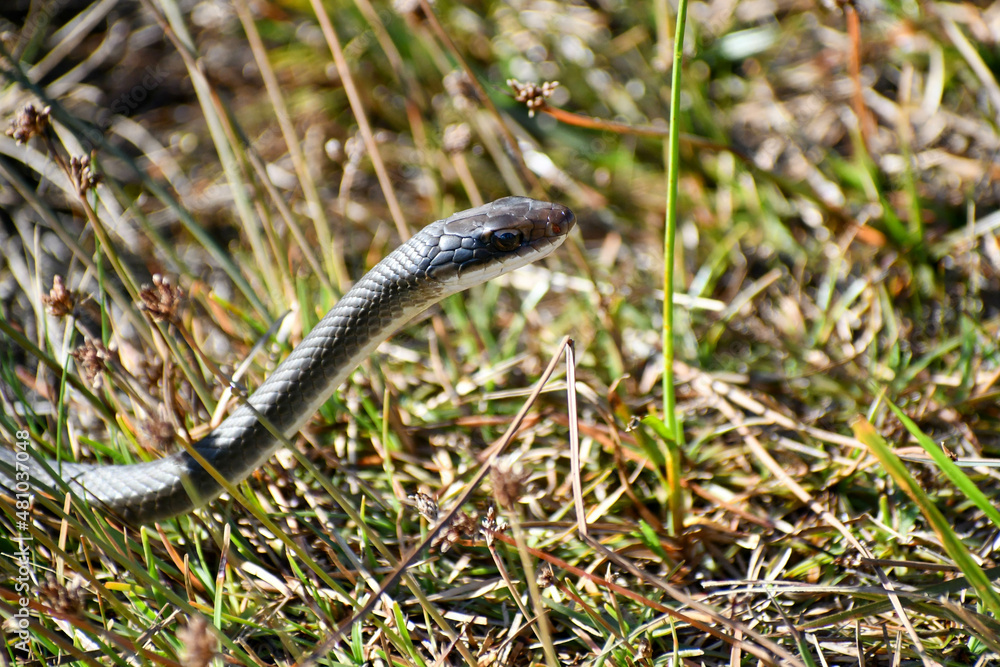 Snake in the Merritt Island National Wildlife Refuge, Florida