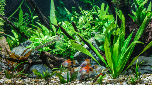 A green beautiful planted tropical freshwater aquarium with fishes.Freshwater aquarium fish, The Sail-fin molly, (Poecilia velifera ), gold, white, silver and dalmatin mutation photo