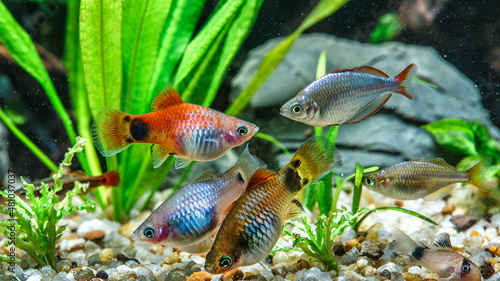 Billede på lærred A green beautiful planted tropical freshwater aquarium with fishes