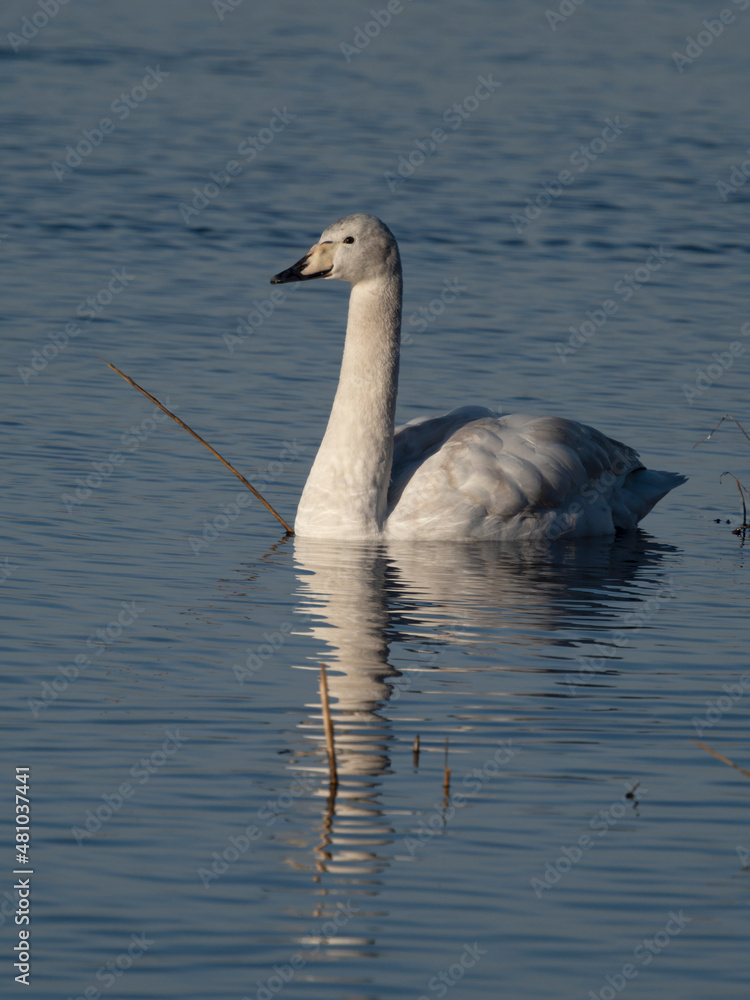 Obraz premium Whooper swan, Cygnus cygnus