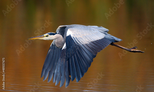 Gray heron in front of colorful nature flying over Lake Neuchâtel, Switzerland.
