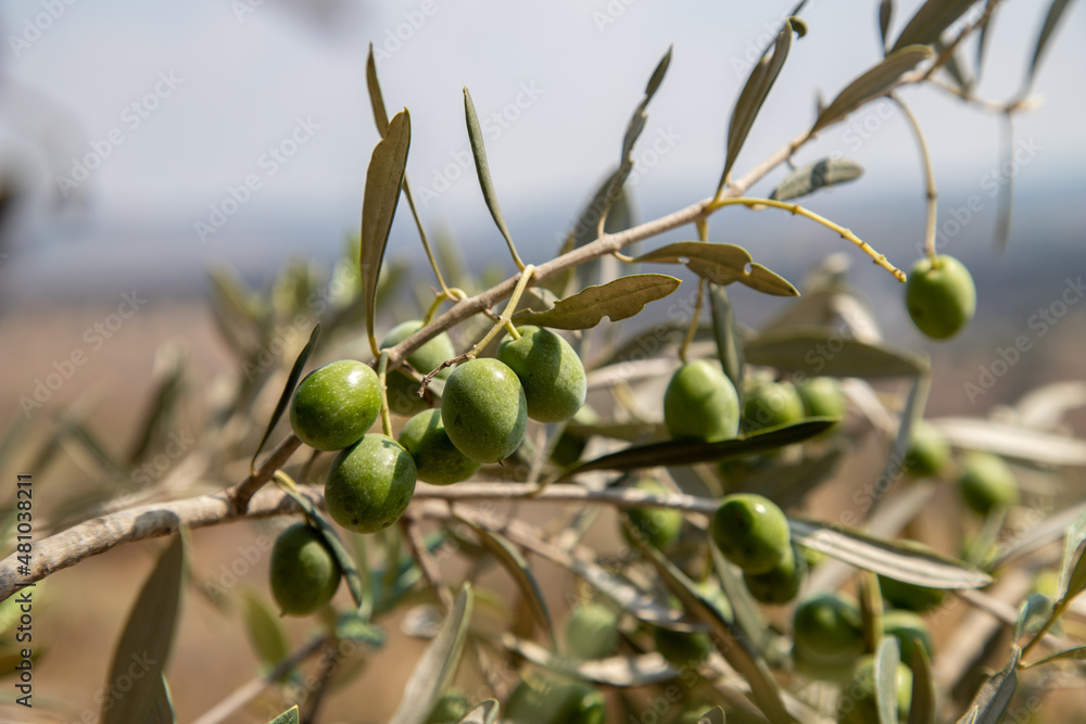 Fototapeta premium olives in tree in harvest time