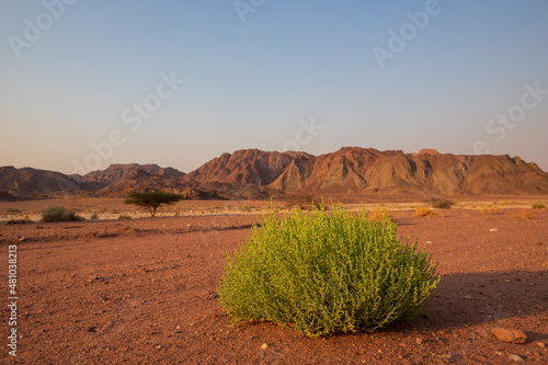 green bush in desert