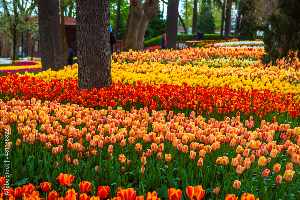 Emirgan Park, Istanbul