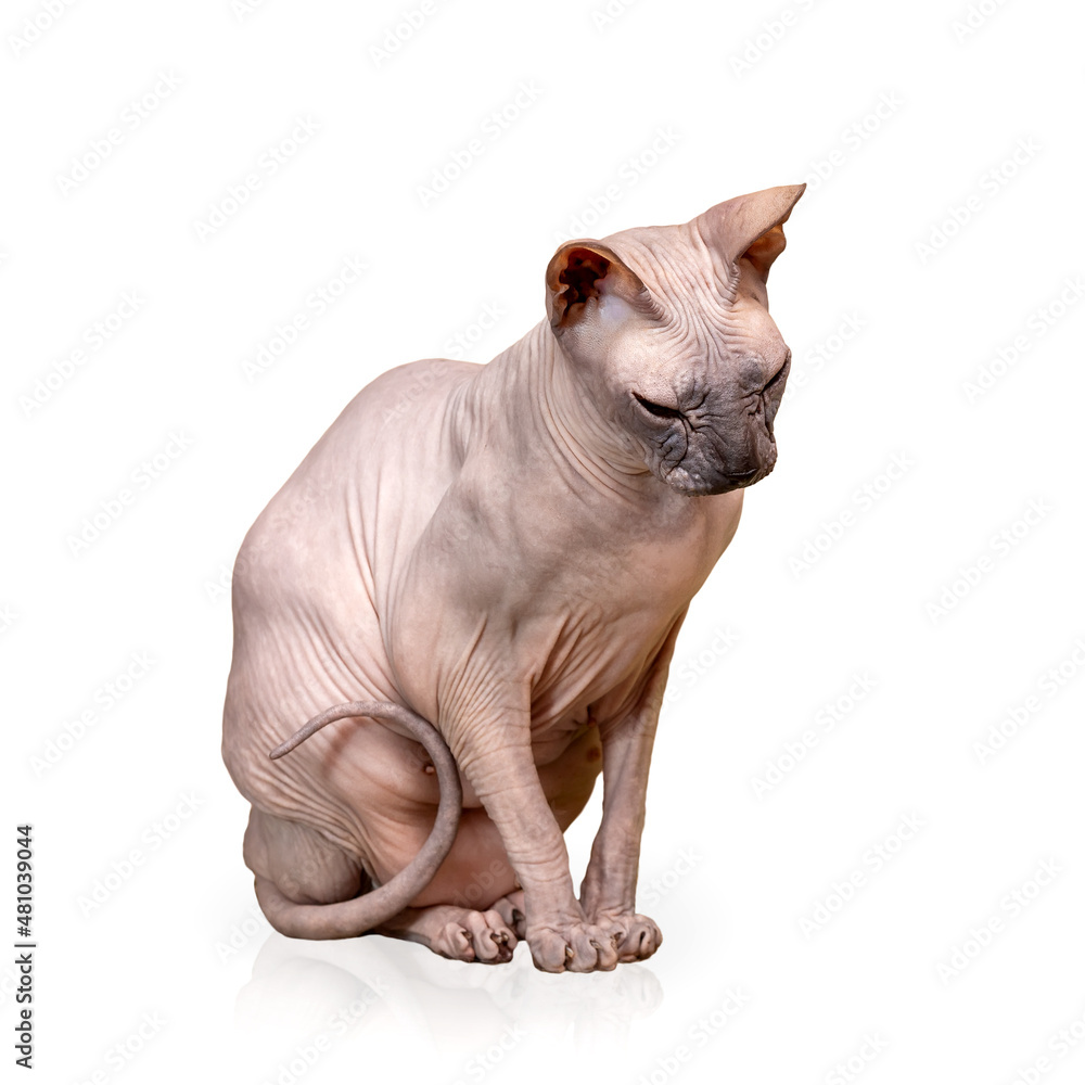Cat canadian sphynx isolated on white. 