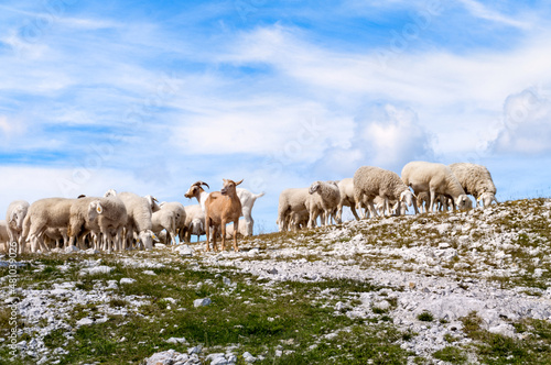 A flock of sheep and goats high in the mountains on the peaks of the Julian Alps in Slovenia