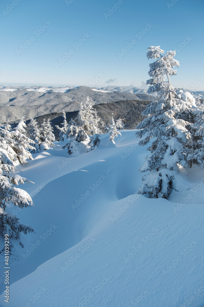 Obraz premium snowed slope and pines in forest in winter day