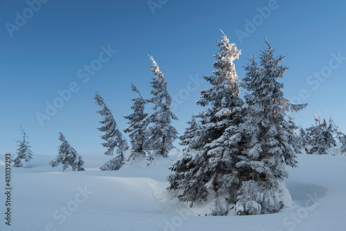 silence in winter forest under blue sky with copy space