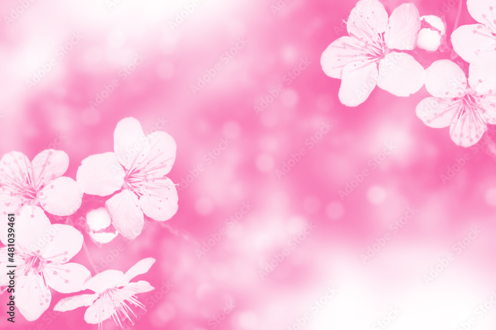 Blossoming branch cherry. Bright colorful spring flowers Blossoming branch cherry. Bright colorful spring flowers