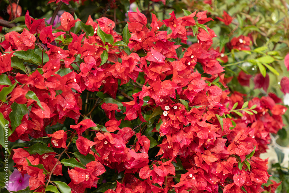 flor de primavera laranja - bougainvillea flor de primavera laranja - bougainvillea