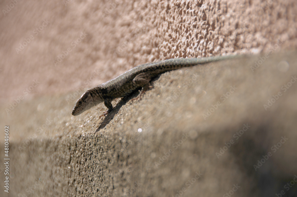 Wall lizard (Podarcis muralis) on exterior of building Wall lizard (Podarcis muralis) on exterior of building