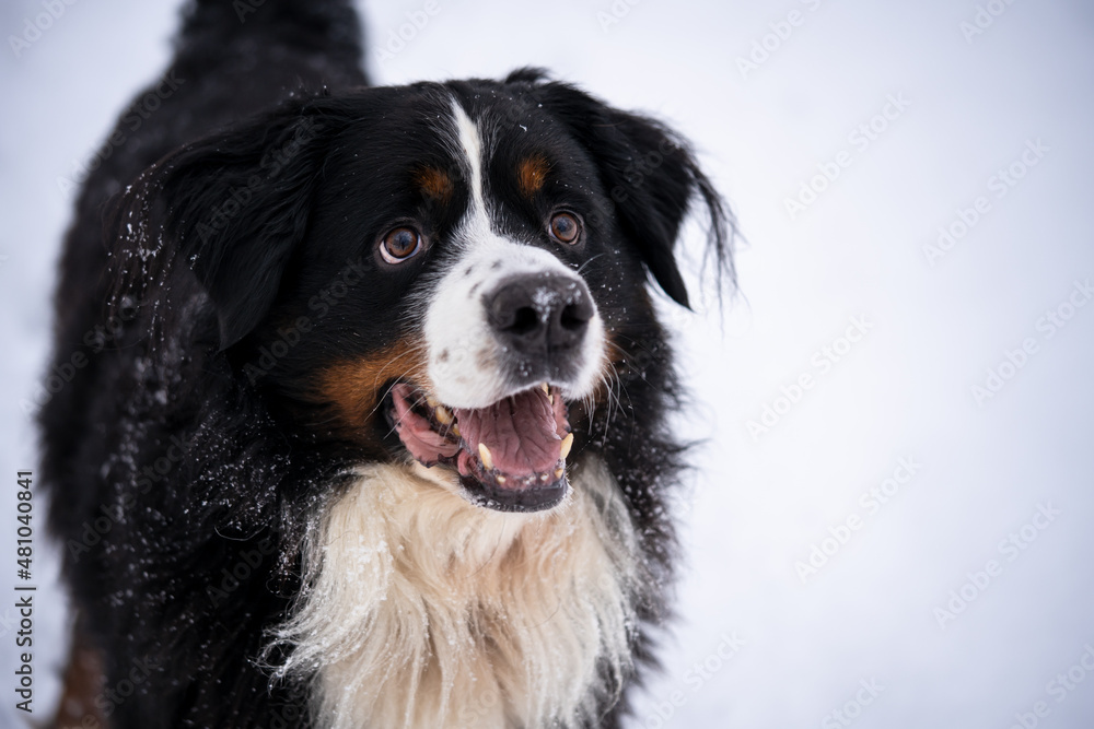 bernese mountain dog covered with snow walking through the big snow drifts. a lot of snow on winter streets