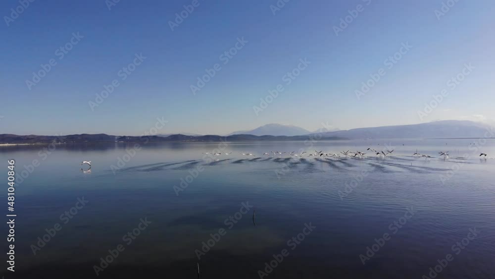 4k drone forward video. Bright morning view of narta lagoon and flamingo. Beautiful spring seascape of Narta Lagoon, Albania, Europe. 4k drone forward video. Bright morning view of narta lagoon and flamingo. Beautiful spring seascape of Narta Lagoon, Albania, Europe.