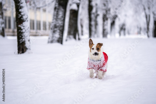 Fototapeta Naklejka Na Ścianę i Meble -  Jack russell terrier wear in red sweater during walking with snow on Winter