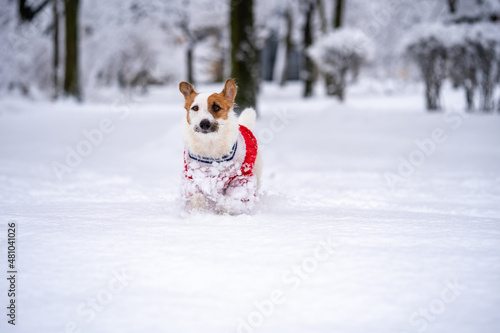 Fototapeta Naklejka Na Ścianę i Meble -  Jack russell terrier wear in red sweater during walking with snow on Winter